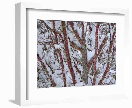 USA, Washington State, Seabeck. Snow-covered coral bark Japanese maple tree.-Jaynes Gallery-Framed Photographic Print