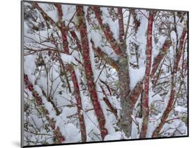 USA, Washington State, Seabeck. Snow-covered coral bark Japanese maple tree.-Jaynes Gallery-Mounted Photographic Print