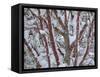USA, Washington State, Seabeck. Snow-covered coral bark Japanese maple tree.-Jaynes Gallery-Framed Stretched Canvas