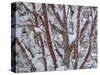 USA, Washington State, Seabeck. Snow-covered coral bark Japanese maple tree.-Jaynes Gallery-Stretched Canvas