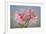 USA, Washington State, Seabeck. Soir des Paris azalea blossom close-up.-Jaynes Gallery-Framed Photographic Print