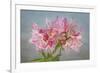 USA, Washington State, Seabeck. Soir des Paris azalea blossom close-up.-Jaynes Gallery-Framed Photographic Print