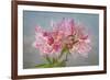 USA, Washington State, Seabeck. Soir des Paris azalea blossom close-up.-Jaynes Gallery-Framed Photographic Print