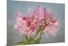 USA, Washington State, Seabeck. Soir des Paris azalea blossom close-up.-Jaynes Gallery-Mounted Photographic Print