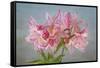 USA, Washington State, Seabeck. Soir des Paris azalea blossom close-up.-Jaynes Gallery-Framed Stretched Canvas