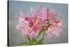 USA, Washington State, Seabeck. Soir des Paris azalea blossom close-up.-Jaynes Gallery-Stretched Canvas