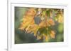 USA, Washington State, Seabeck. Sunshine on maple leaves.-Jaynes Gallery-Framed Photographic Print