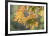 USA, Washington State, Seabeck. Sunshine on maple leaves.-Jaynes Gallery-Framed Photographic Print