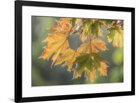 USA, Washington State, Seabeck. Sunshine on maple leaves.-Jaynes Gallery-Framed Photographic Print