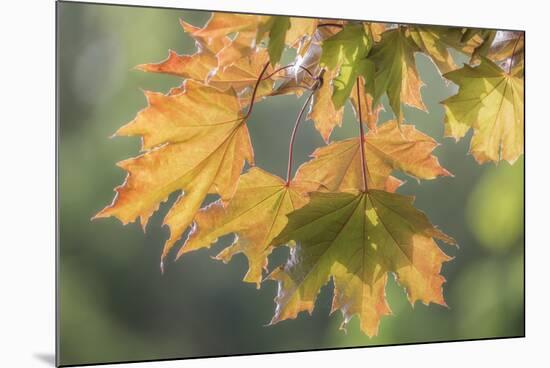 USA, Washington State, Seabeck. Sunshine on maple leaves.-Jaynes Gallery-Mounted Photographic Print