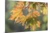 USA, Washington State, Seabeck. Sunshine on maple leaves.-Jaynes Gallery-Mounted Photographic Print