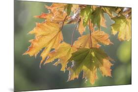 USA, Washington State, Seabeck. Sunshine on maple leaves.-Jaynes Gallery-Mounted Photographic Print