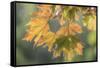 USA, Washington State, Seabeck. Sunshine on maple leaves.-Jaynes Gallery-Framed Stretched Canvas