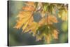 USA, Washington State, Seabeck. Sunshine on maple leaves.-Jaynes Gallery-Stretched Canvas