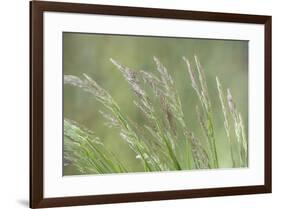 USA, Washington State, Seabeck. Velvet grass close-up.-Jaynes Gallery-Framed Photographic Print