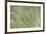 USA, Washington State, Seabeck. Velvet grass close-up.-Jaynes Gallery-Framed Photographic Print