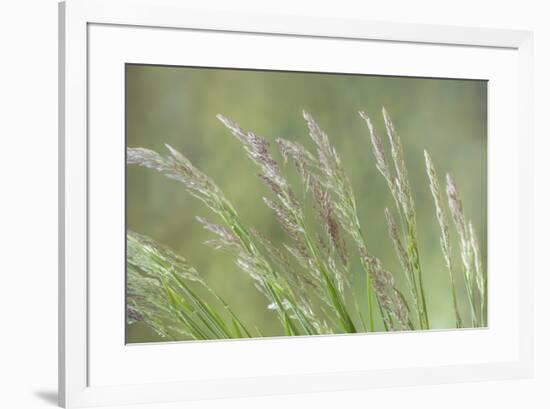 USA, Washington State, Seabeck. Velvet grass close-up.-Jaynes Gallery-Framed Photographic Print