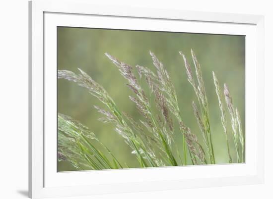 USA, Washington State, Seabeck. Velvet grass close-up.-Jaynes Gallery-Framed Photographic Print