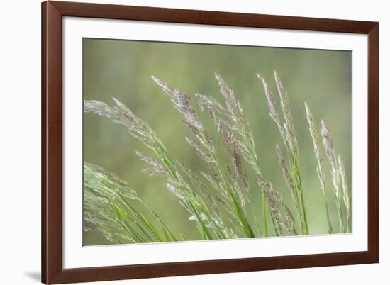 USA, Washington State, Seabeck. Velvet grass close-up.-Jaynes Gallery-Framed Photographic Print