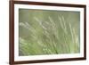 USA, Washington State, Seabeck. Velvet grass close-up.-Jaynes Gallery-Framed Photographic Print