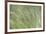 USA, Washington State, Seabeck. Velvet grass close-up.-Jaynes Gallery-Framed Photographic Print