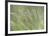 USA, Washington State, Seabeck. Velvet grass close-up.-Jaynes Gallery-Framed Photographic Print