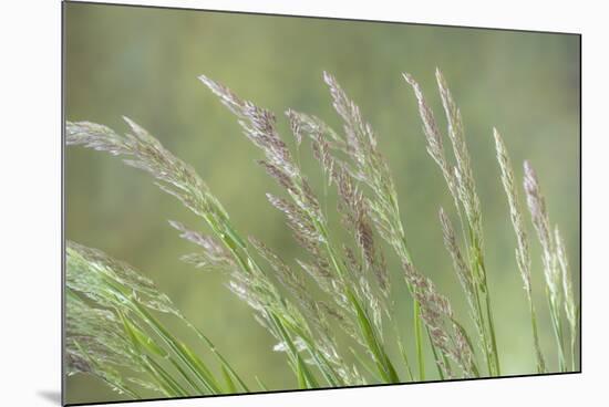 USA, Washington State, Seabeck. Velvet grass close-up.-Jaynes Gallery-Mounted Photographic Print