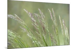 USA, Washington State, Seabeck. Velvet grass close-up.-Jaynes Gallery-Mounted Photographic Print