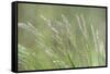 USA, Washington State, Seabeck. Velvet grass close-up.-Jaynes Gallery-Framed Stretched Canvas