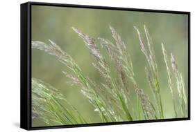 USA, Washington State, Seabeck. Velvet grass close-up.-Jaynes Gallery-Framed Stretched Canvas