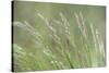 USA, Washington State, Seabeck. Velvet grass close-up.-Jaynes Gallery-Stretched Canvas