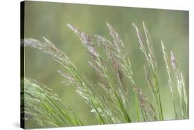 USA, Washington State, Seabeck. Velvet grass close-up.-Jaynes Gallery-Stretched Canvas