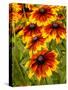 USA, Washington State, Seattle, Cherokee Sunset in Full Bloom-Terry Eggers-Stretched Canvas