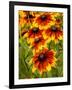 USA, Washington State, Seattle, Cherokee Sunset in Full Bloom-Terry Eggers-Framed Photographic Print