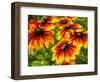 USA, Washington State, Seattle, Cherokee Sunset in Full Bloom-Terry Eggers-Framed Photographic Print