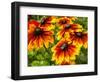 USA, Washington State, Seattle, Cherokee Sunset in Full Bloom-Terry Eggers-Framed Photographic Print