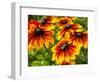 USA, Washington State, Seattle, Cherokee Sunset in Full Bloom-Terry Eggers-Framed Photographic Print