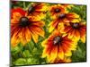 USA, Washington State, Seattle, Cherokee Sunset in Full Bloom-Terry Eggers-Mounted Photographic Print