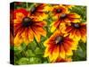 USA, Washington State, Seattle, Cherokee Sunset in Full Bloom-Terry Eggers-Stretched Canvas