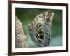 USA, Washington State, Seattle. Close-up of Owl Butterfly-Don Paulson-Framed Photographic Print