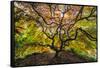 USA, Washington State, Seattle. Japanese maple in Kubota Gardens Park.-Jaynes Gallery-Framed Stretched Canvas