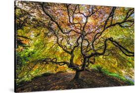 USA, Washington State, Seattle. Japanese maple in Kubota Gardens Park.-Jaynes Gallery-Stretched Canvas