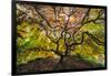 USA, Washington State, Seattle. Japanese maple in Kubota Gardens Park.-Jaynes Gallery-Framed Photographic Print