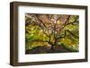USA, Washington State, Seattle. Japanese maple in Kubota Gardens Park.-Jaynes Gallery-Framed Photographic Print