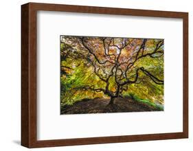 USA, Washington State, Seattle. Japanese maple in Kubota Gardens Park.-Jaynes Gallery-Framed Photographic Print