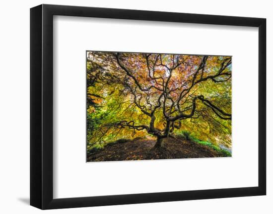 USA, Washington State, Seattle. Japanese maple in Kubota Gardens Park.-Jaynes Gallery-Framed Photographic Print