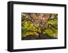 USA, Washington State, Seattle. Japanese maple in Kubota Gardens Park.-Jaynes Gallery-Framed Photographic Print