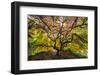 USA, Washington State, Seattle. Japanese maple in Kubota Gardens Park.-Jaynes Gallery-Framed Photographic Print