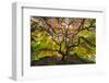 USA, Washington State, Seattle. Japanese maple in Kubota Gardens Park.-Jaynes Gallery-Framed Photographic Print