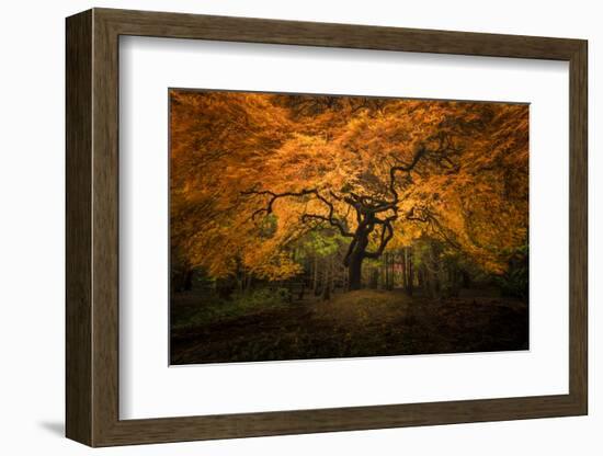 USA, Washington State, Seattle. Japanese maple in Kubota Gardens Park.-Jaynes Gallery-Framed Photographic Print